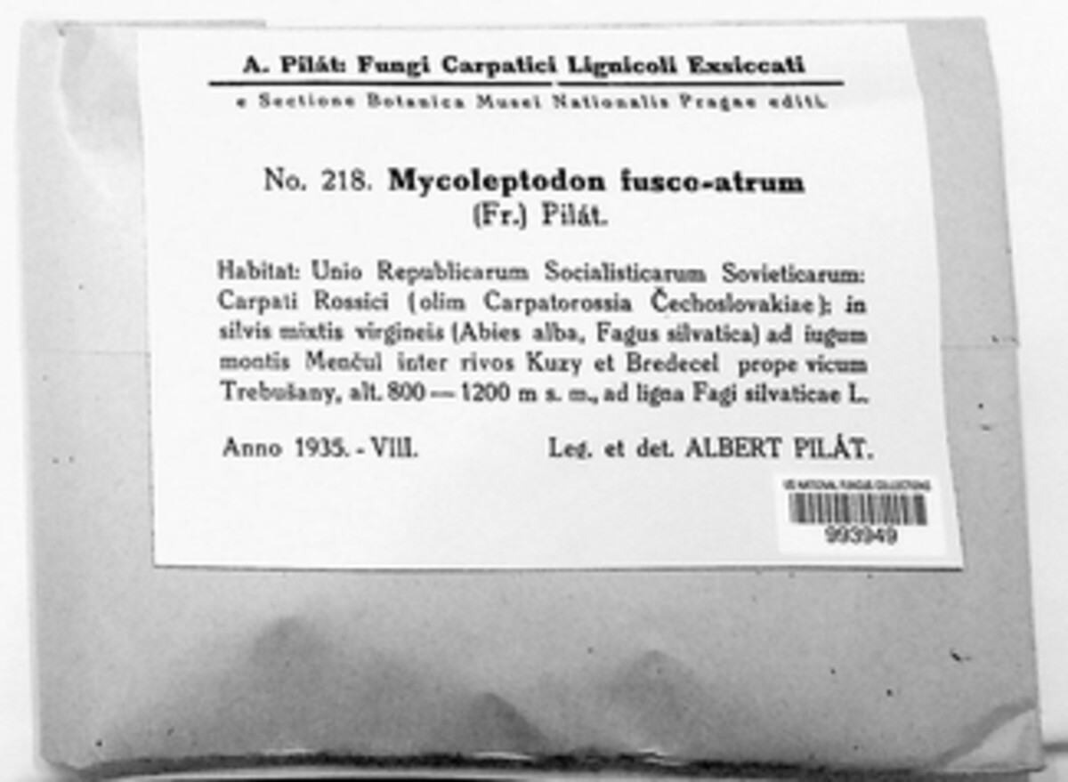 Mycoleptodon fuscoatrum image